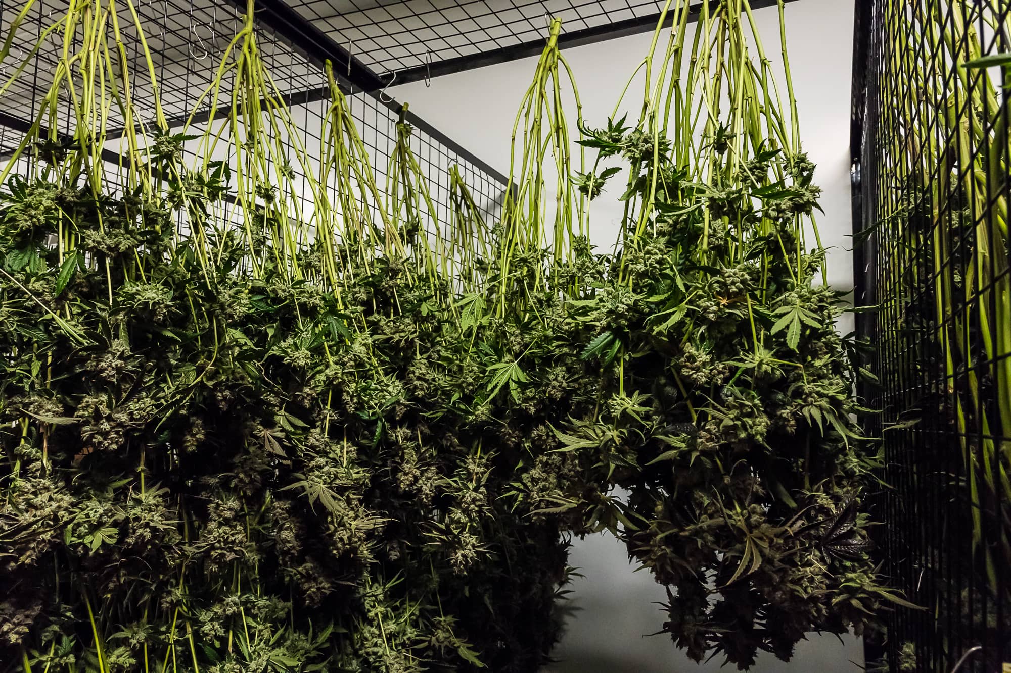 cannabis is drying