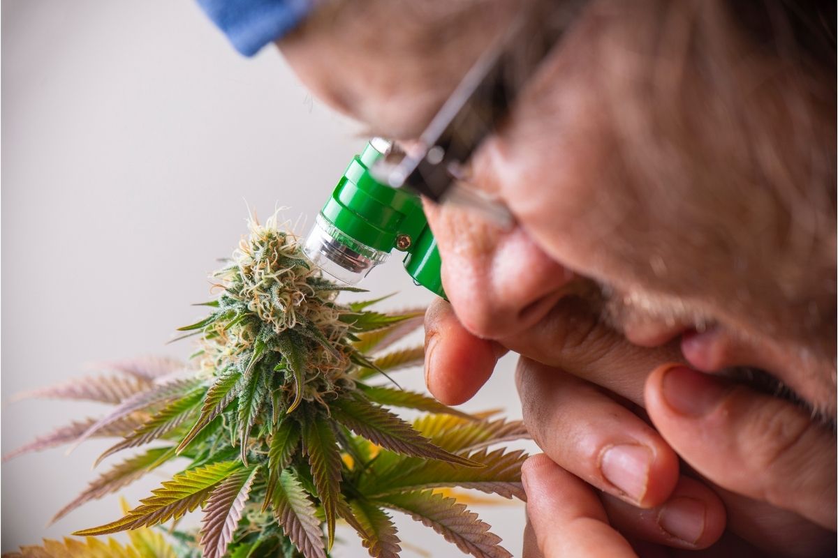 man looking at cannabis through a microscope